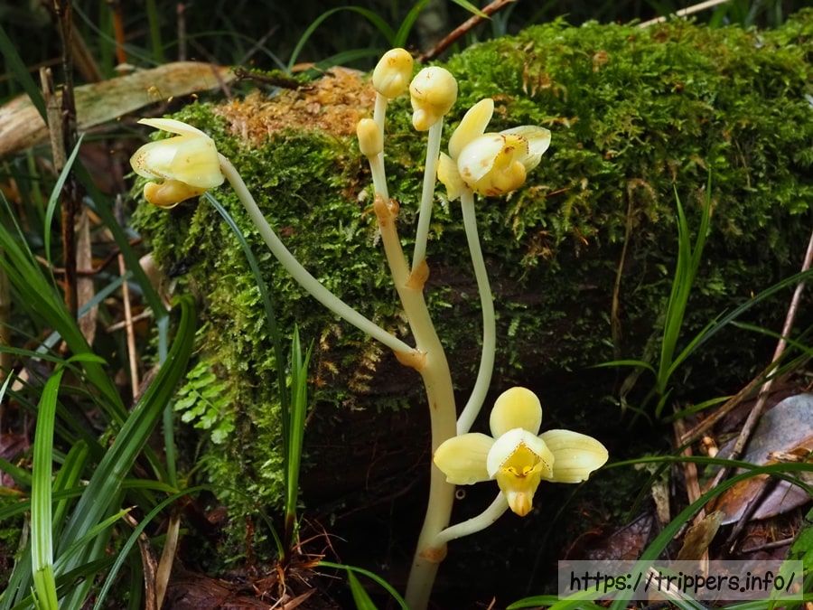 シナノショウキラン