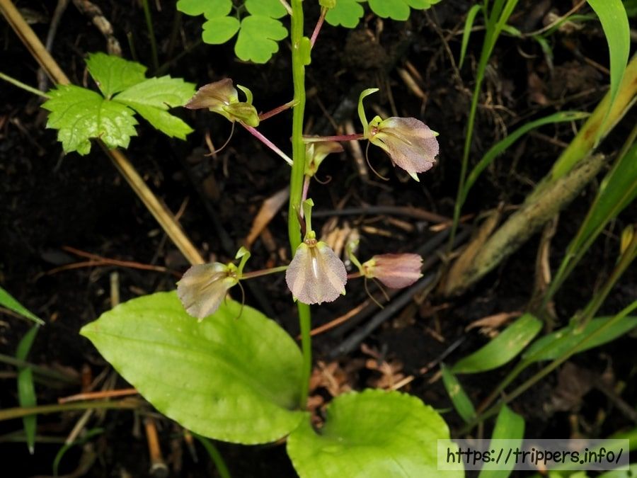 セイタカスズムシソウ