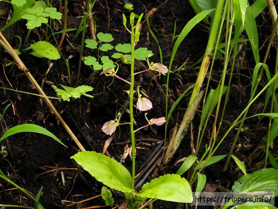 セイタカスズムシソウ