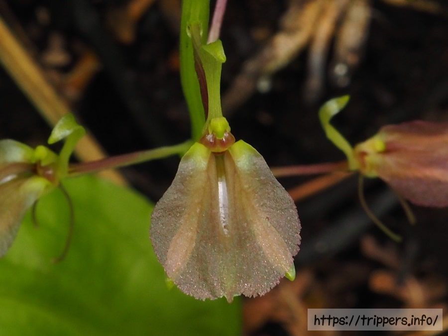 セイタカスズムシソウの花