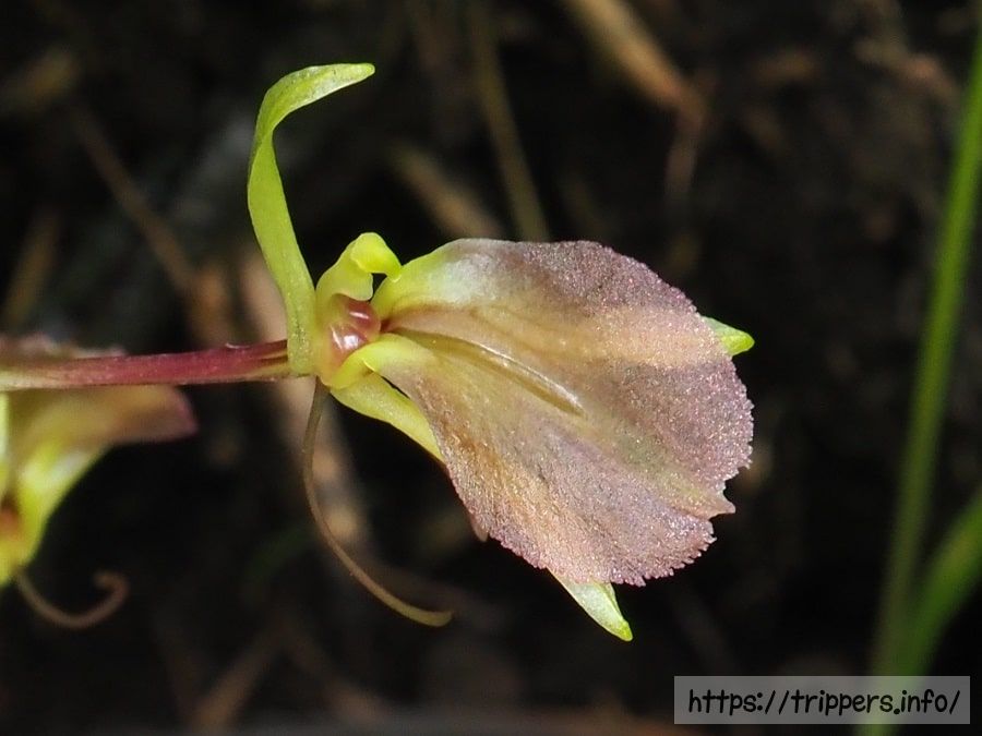 セイタカスズムシソウ