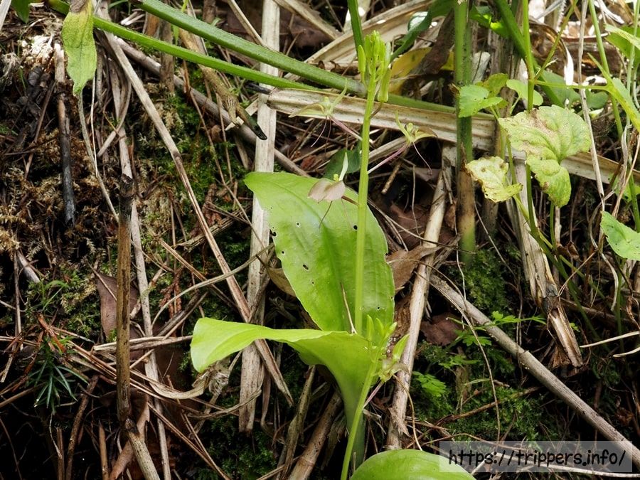 セイタカスズムシソウの葉