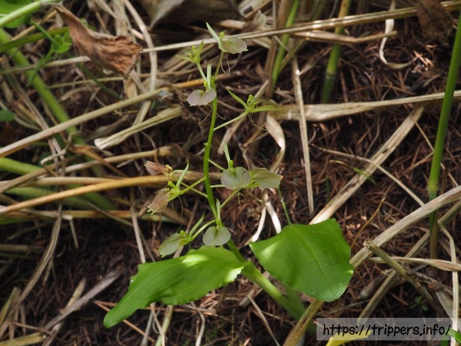 セイタカスズムシソウ