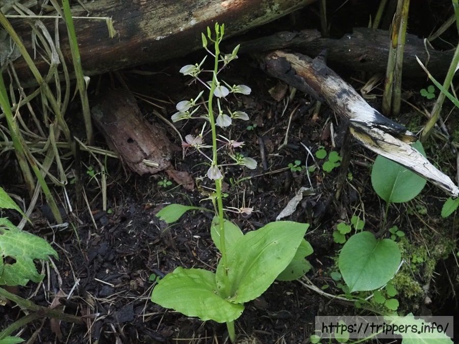 セイタカスズムシソウ