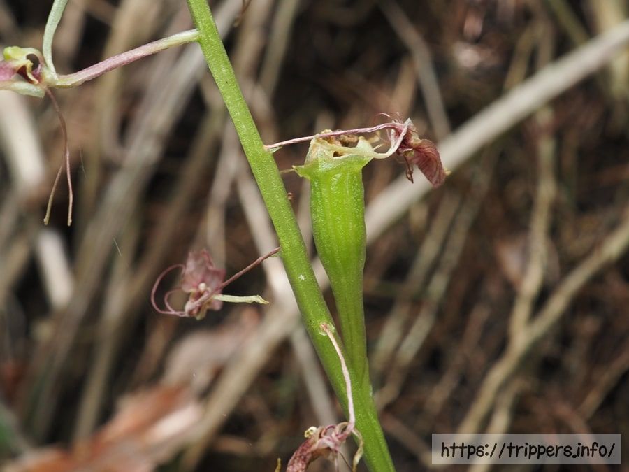セイタカスズムシソウ