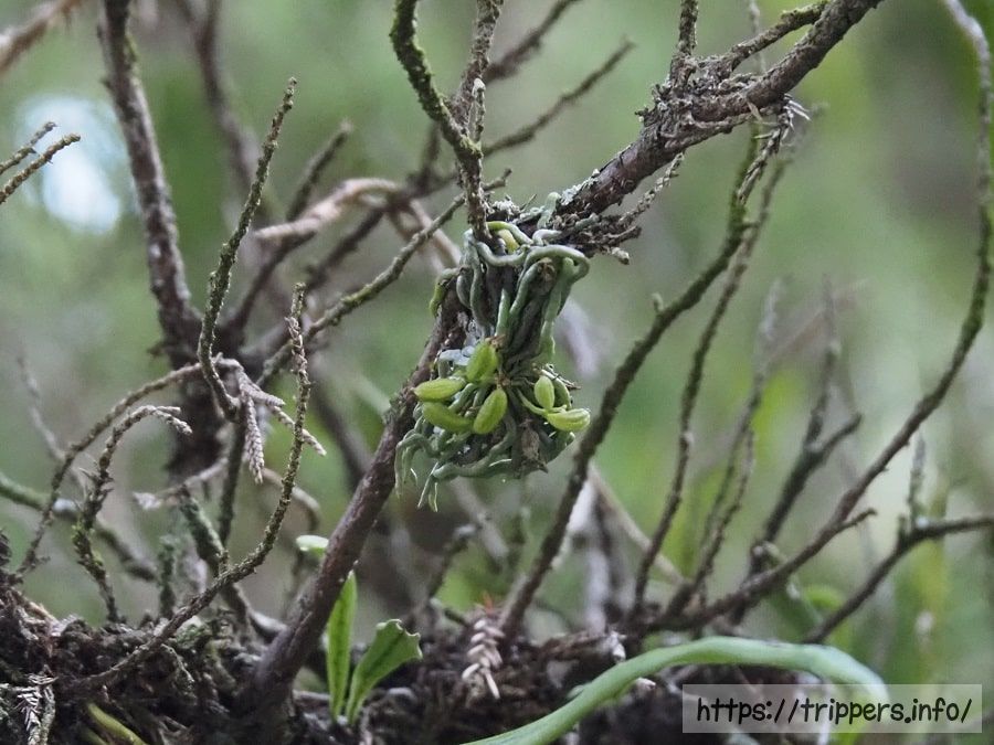 クモランの果実