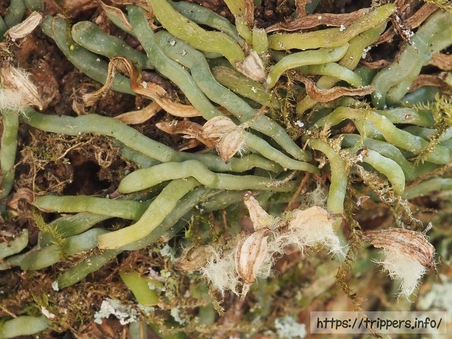 クモランの種子