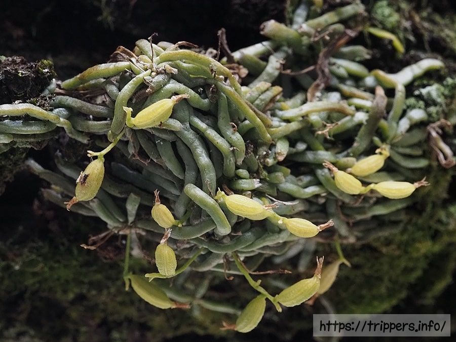 クモランの果実