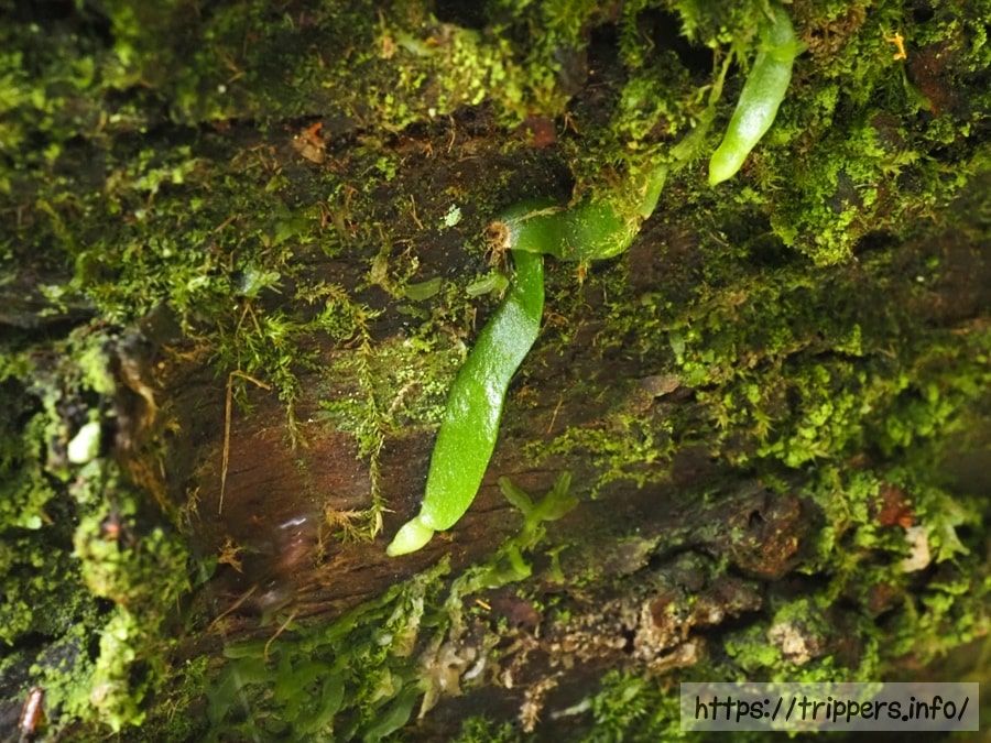 クモランの葉状体