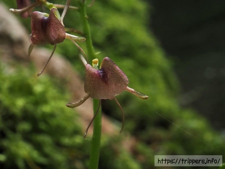 フガクスズムシソウの花