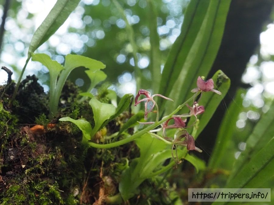 フガクスズムシソウ