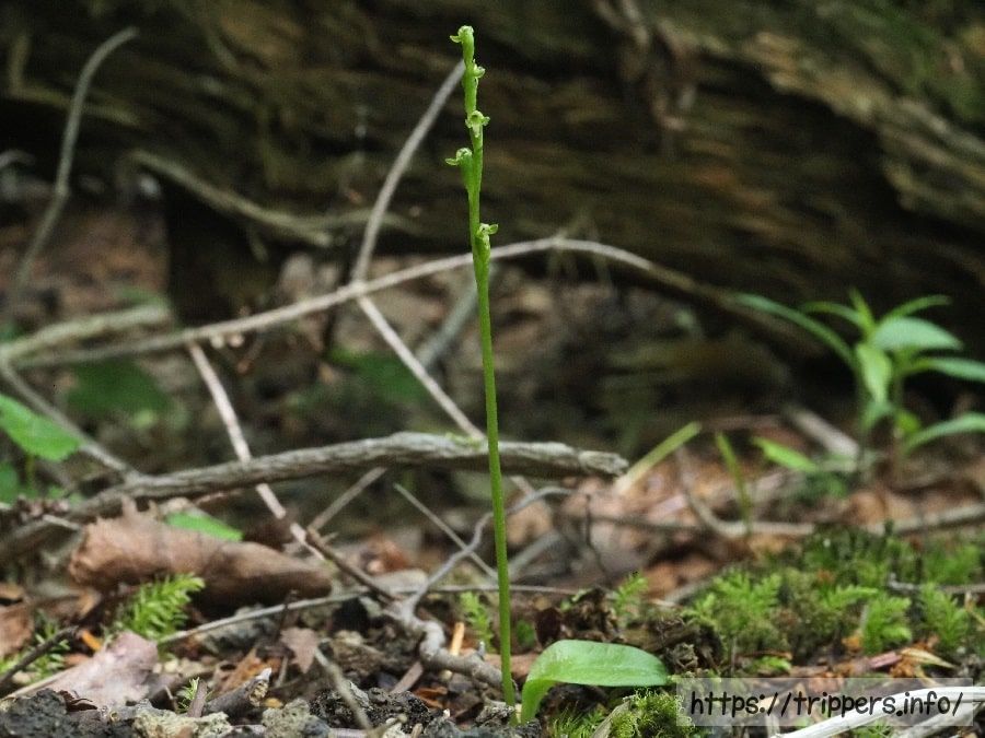 ミスズランの花