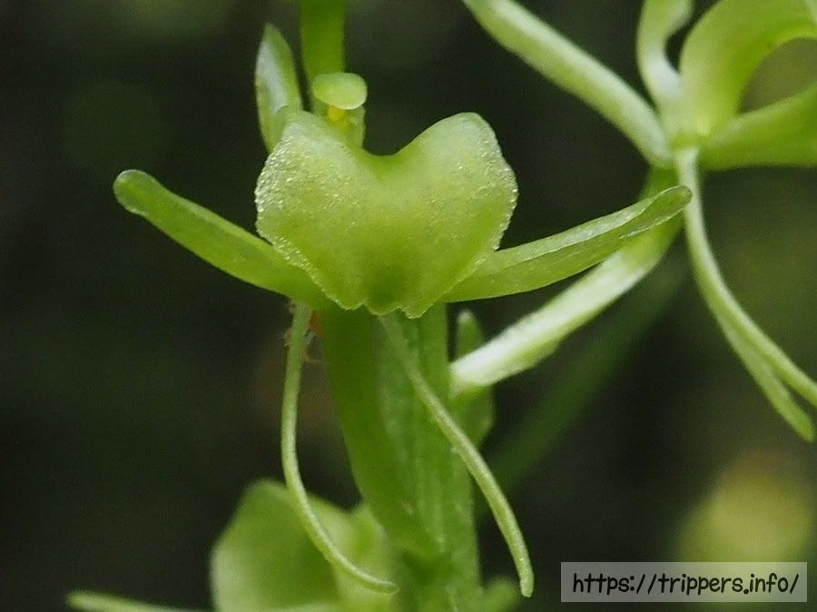 クモキリソウの花