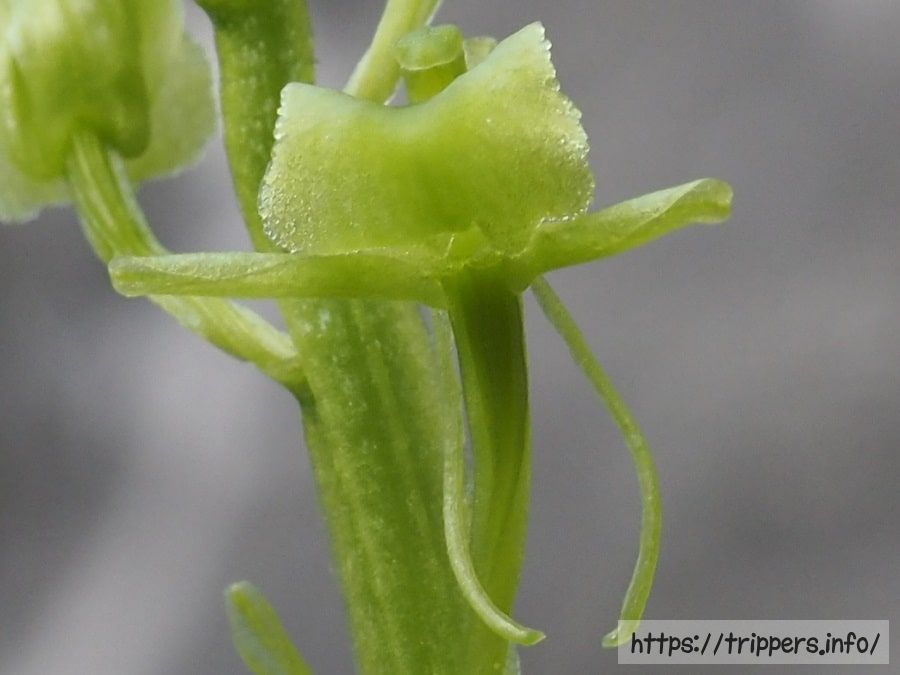 クモキリソウの花