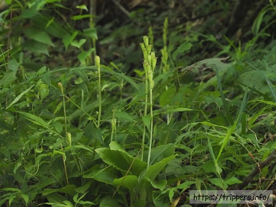クモキリソウの結実