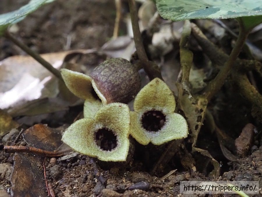 オトメアオイの緑色の花