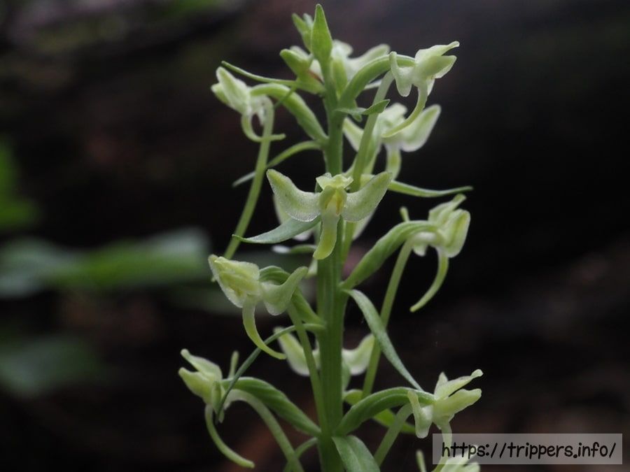 オオバナオオヤマサギソウ