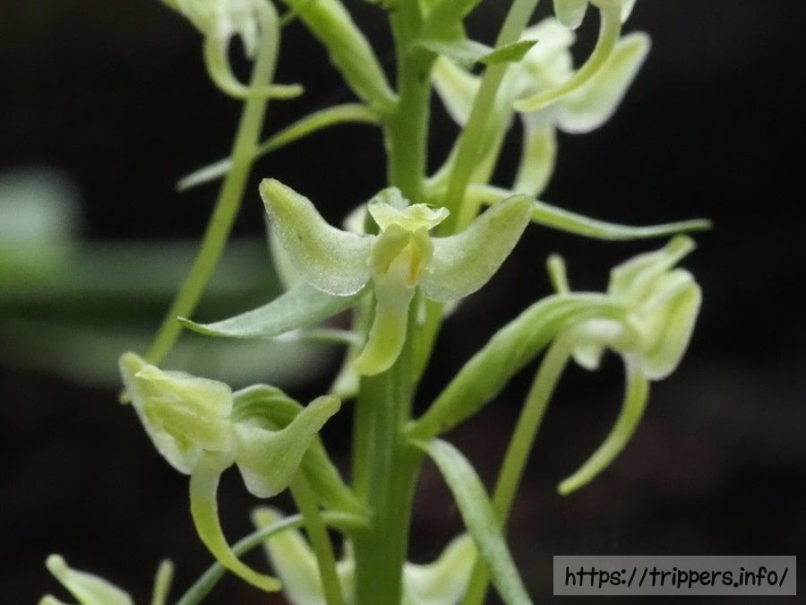 オオバナオオヤマサギソウの花