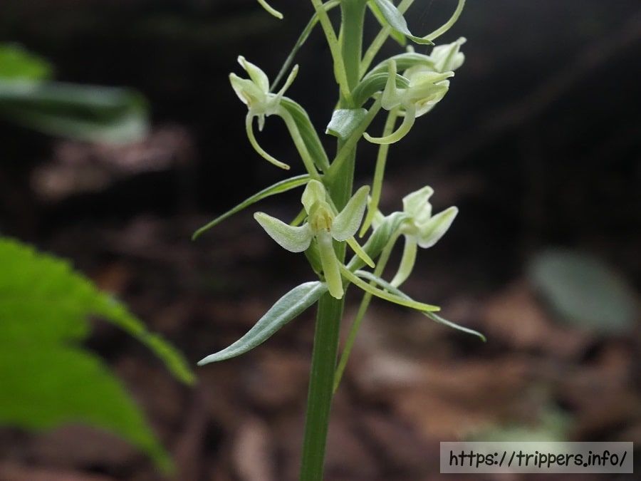 オオバナオオヤマサギソウ