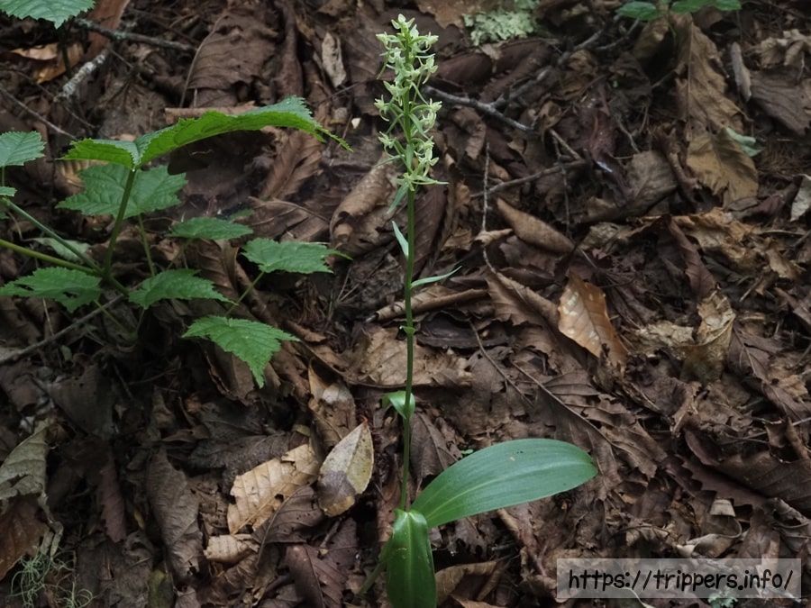 オオバナオオヤマサギソウの全体像