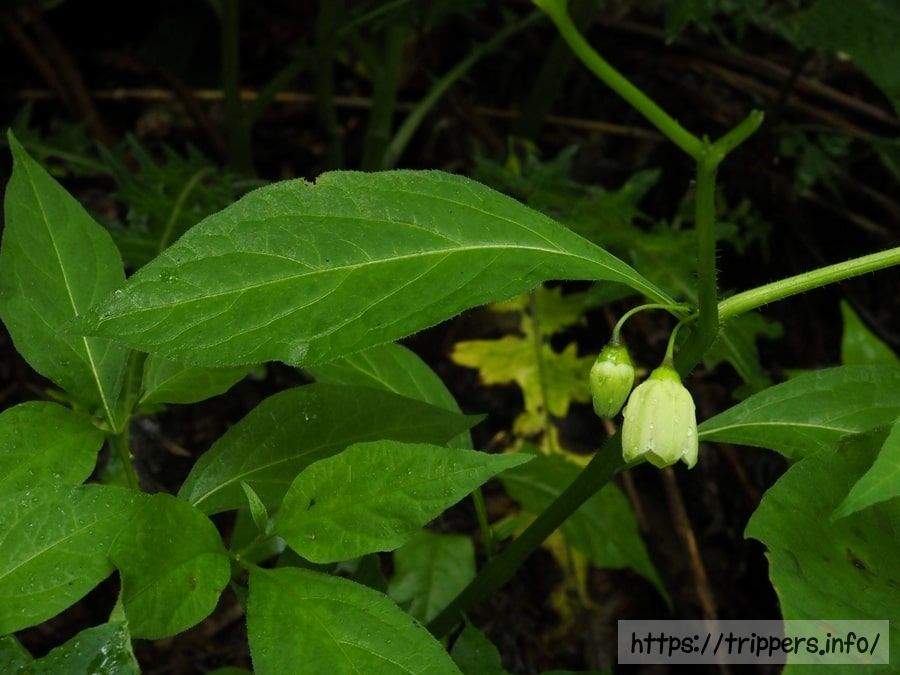 アオホオズキの花