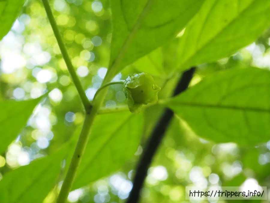 アオホオズキの実