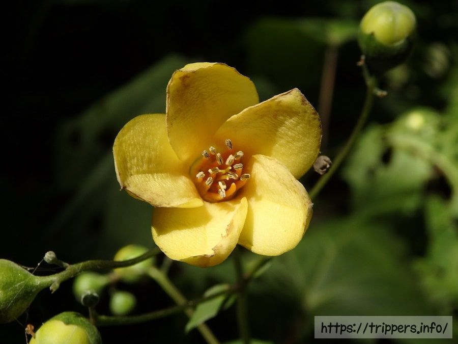 キレンゲショウマ