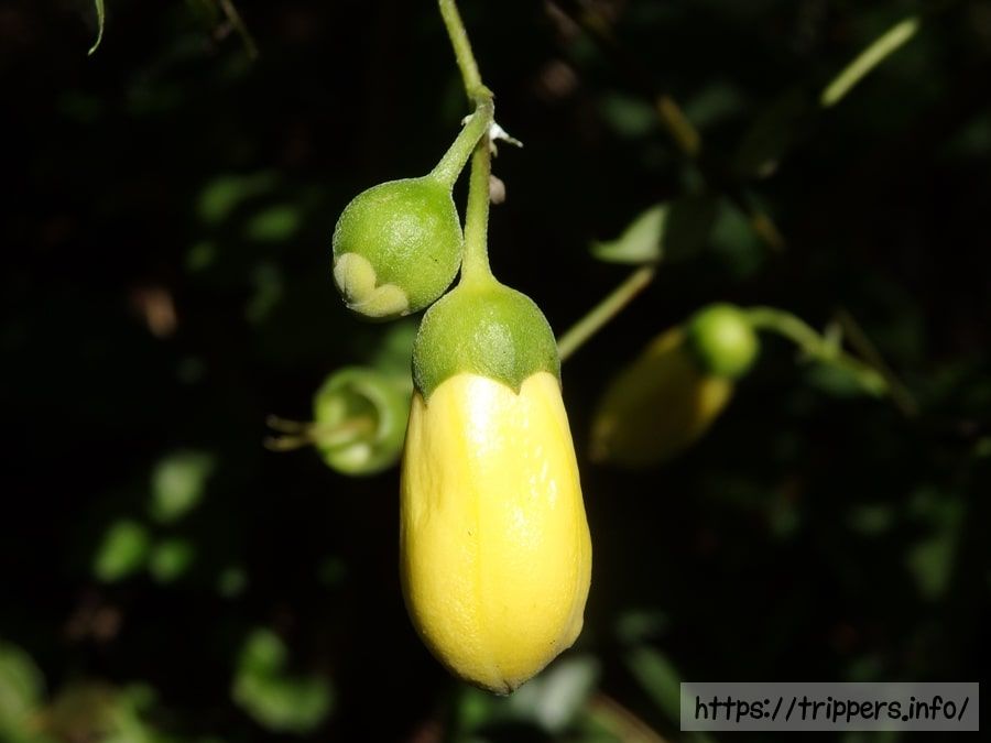 キレンゲショウマの蕾