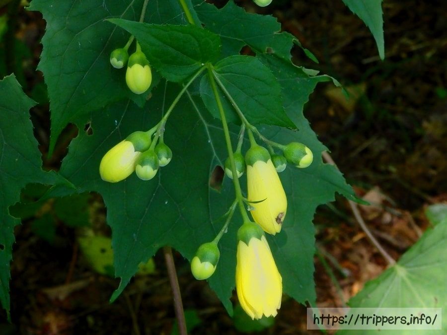 キレンゲショウマ