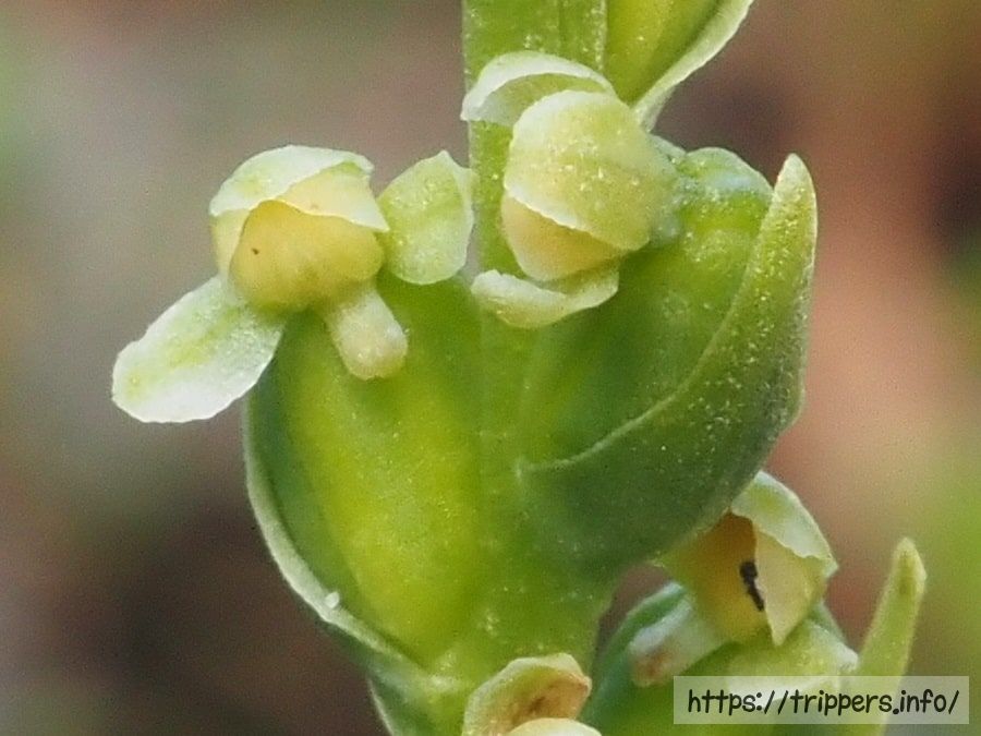 タカネトンボの花