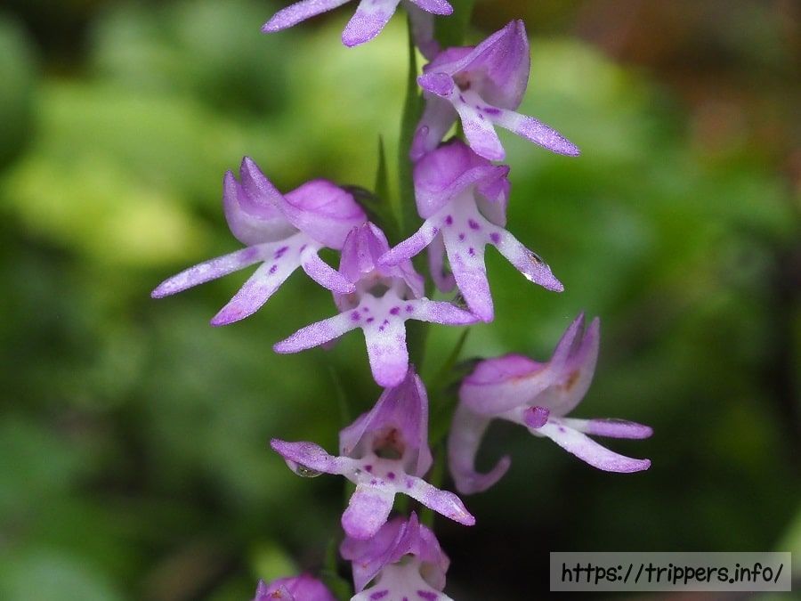 ミヤマモジズリ