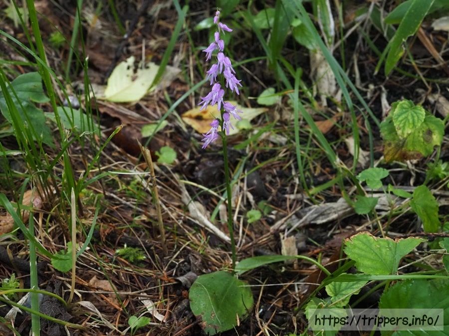 ミヤマモジズリ