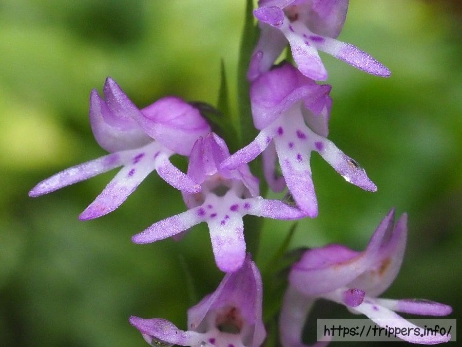 ミヤマモジズリ