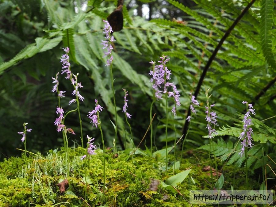 ミヤマモジズリの群生地