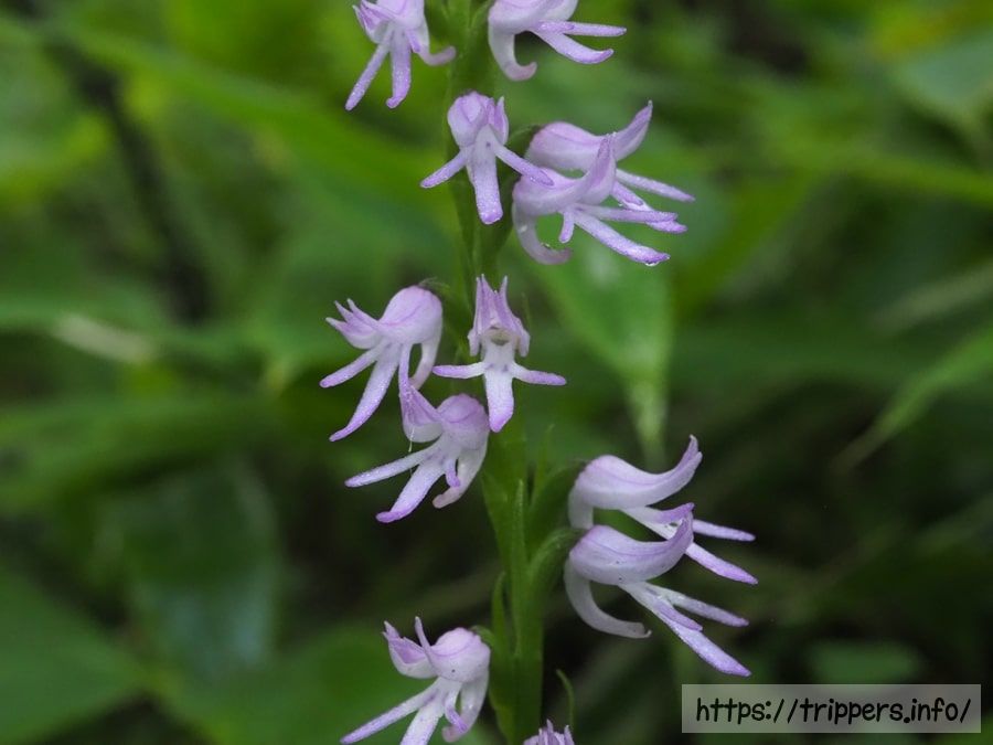 ミヤマモジズリの花
