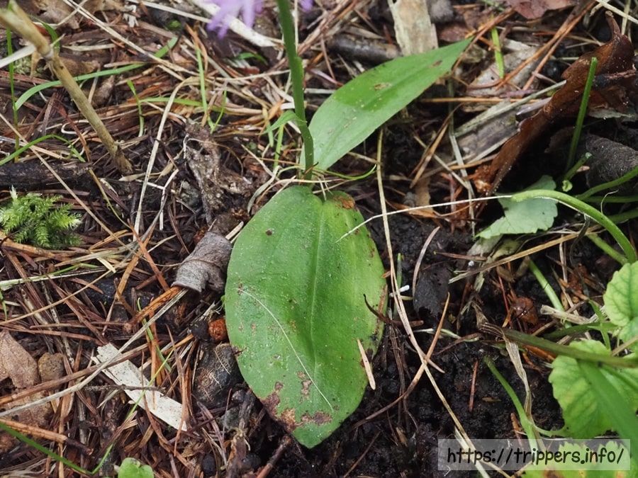 ミヤマモジズリの葉