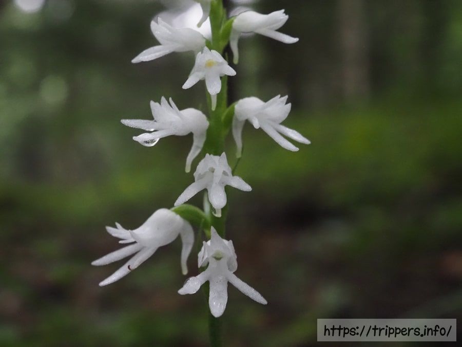 白花のミヤマモジズリ