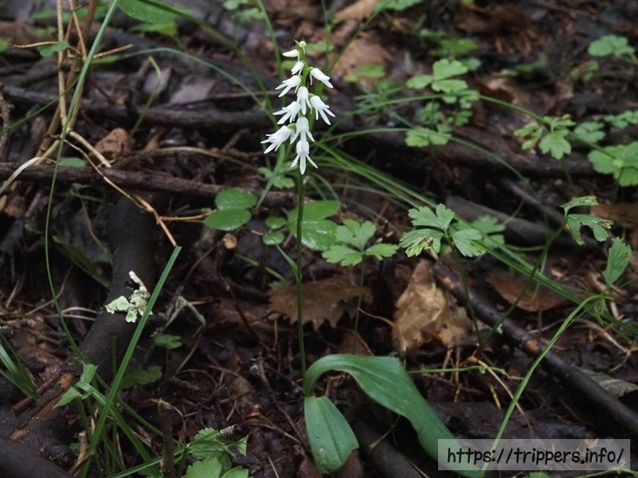 シロバナミヤマモジズリ
