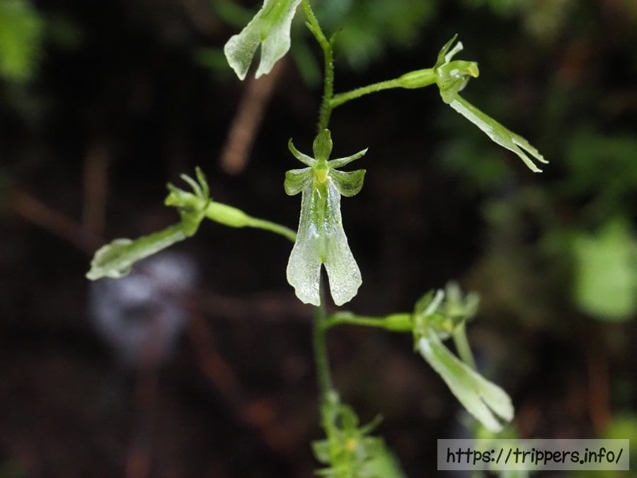 タカネフタバラン