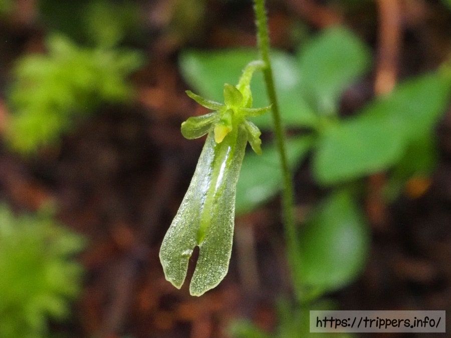 タカネフタバランの花