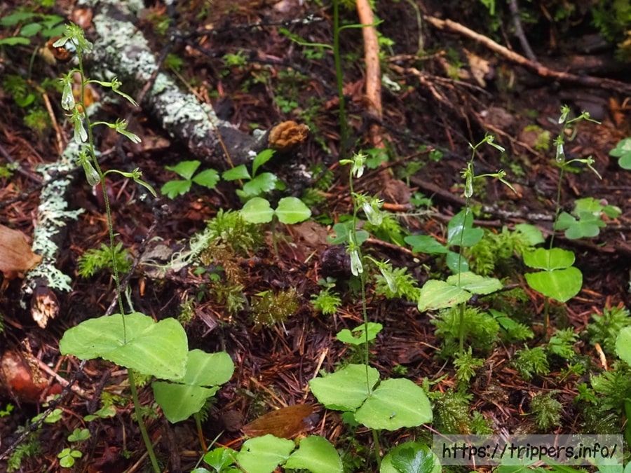タカネフタバランの群生地
