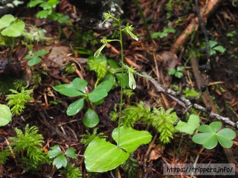 タカネフタバラン
