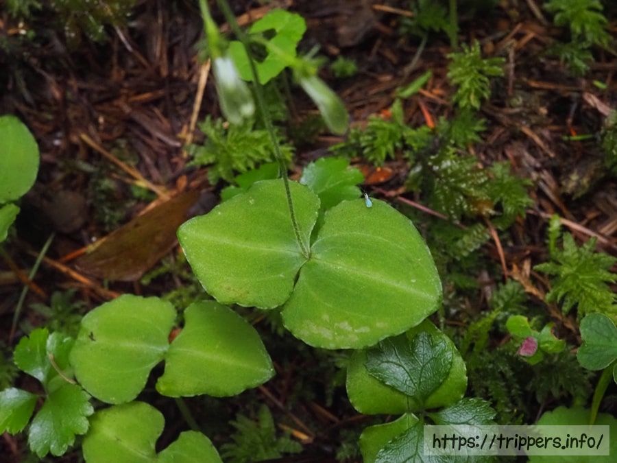 タカネフタバランの葉