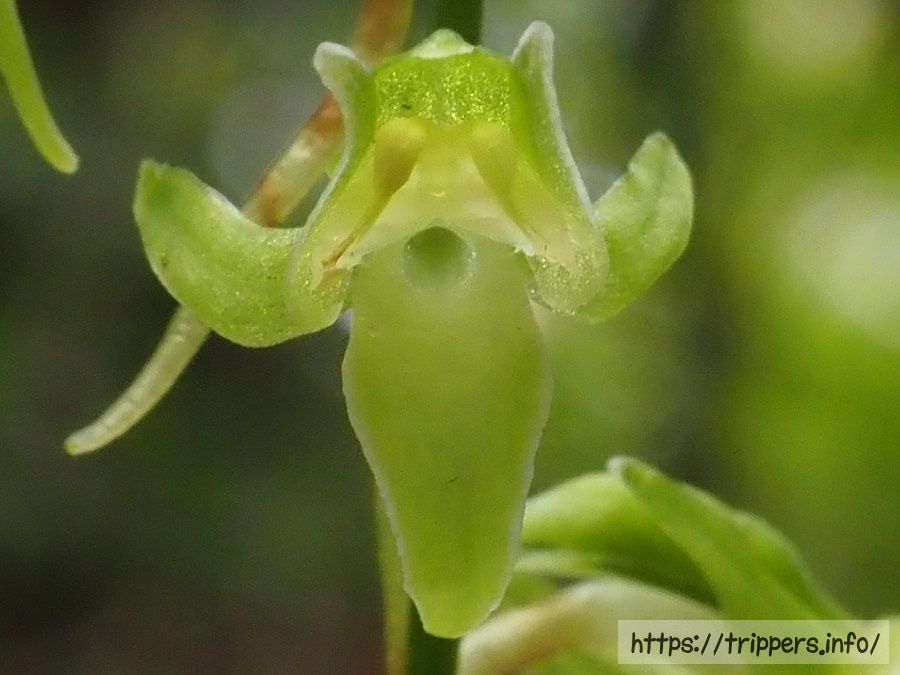 ジンバイソウの花