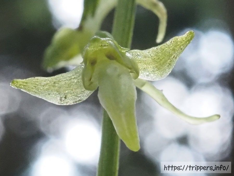 ジンバイソウの花