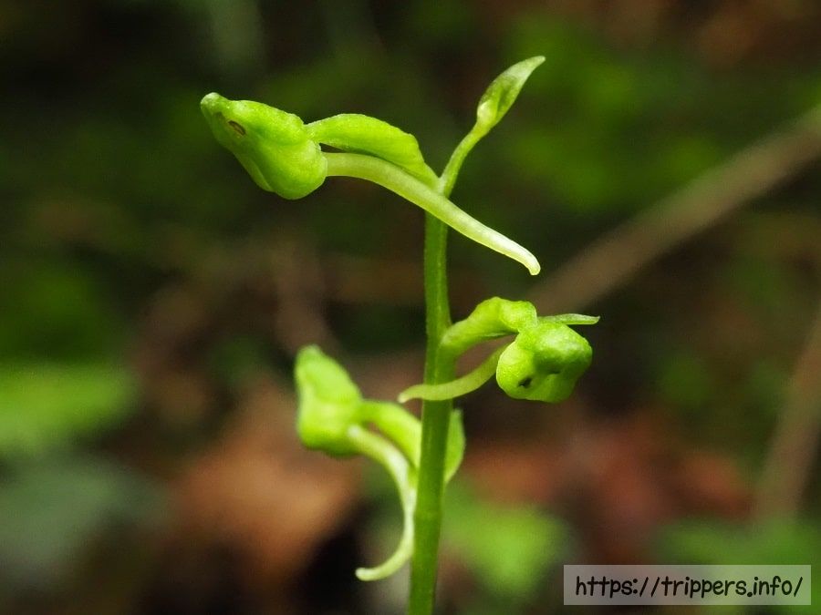 ジンバイソウの蕾