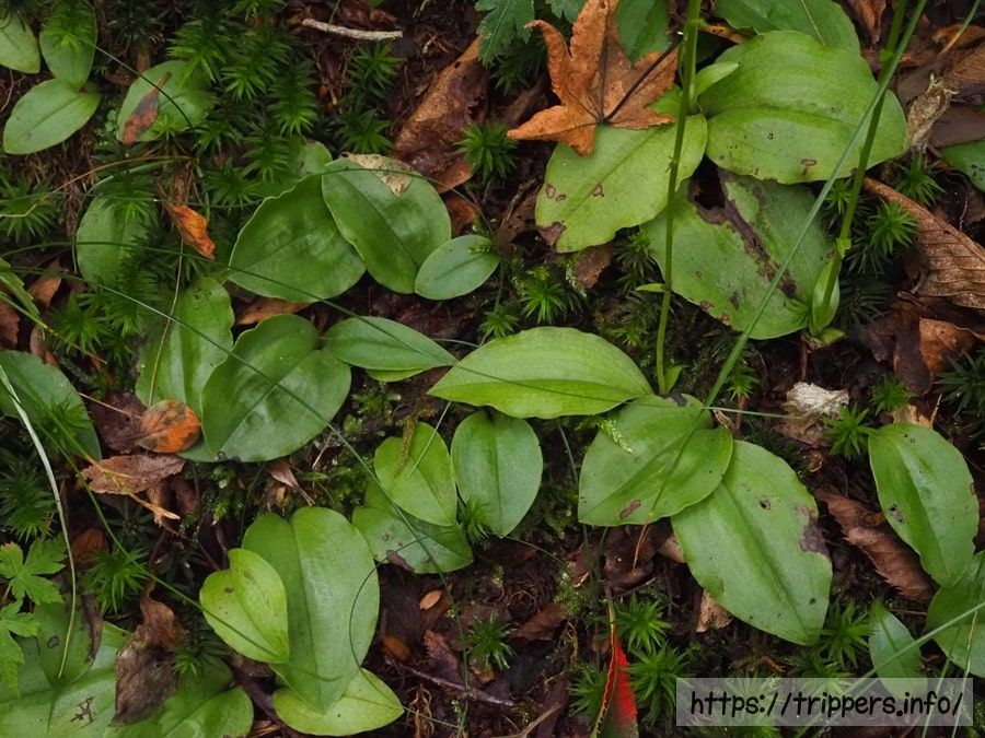 ジンバイソウの葉