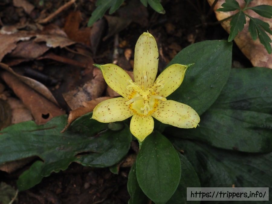 チャボホトトギス