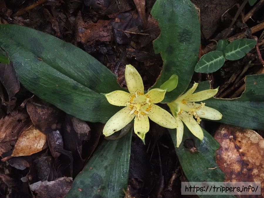 チャボホトトギス