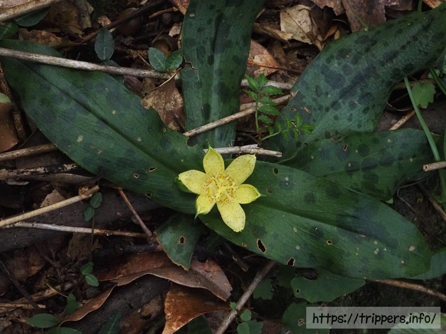 チャボホトトギス